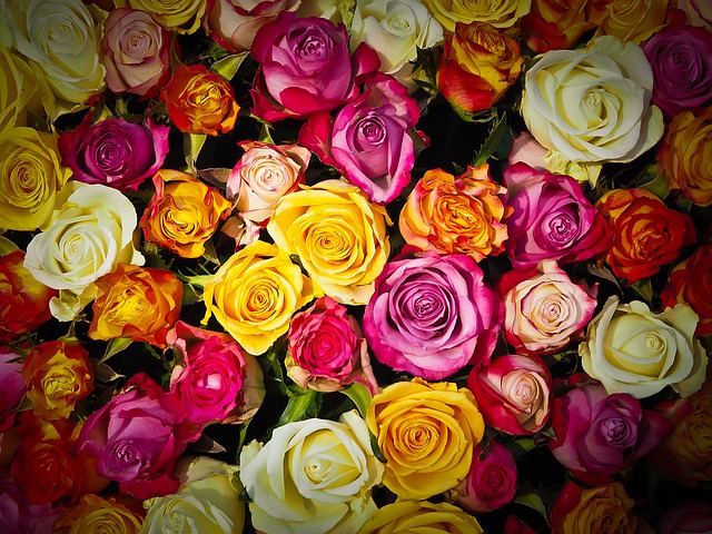 barevné růže